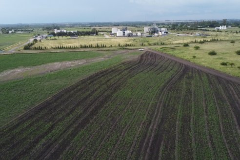 Bio Nogoya - Proyecto de Forestación