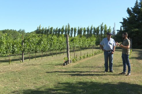 Visita a Fisolo Viñedo y Bodega - Maria Luisa, Entre Ríos - Elaboración de vinos espumosos bajo el método tradicional