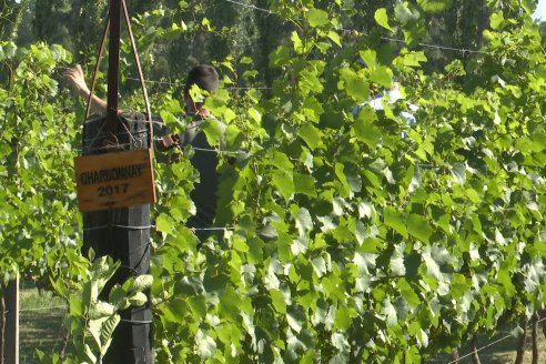 Visita a Fisolo Viñedo y Bodega - Maria Luisa, Entre Ríos - Elaboración de vinos espumosos bajo el método tradicional