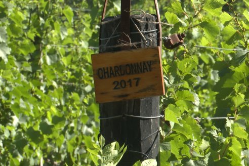 Visita a Fisolo Viñedo y Bodega - Maria Luisa, Entre Ríos - Elaboración de vinos espumosos bajo el método tradicional