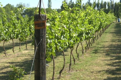 Visita a Fisolo Viñedo y Bodega - Maria Luisa, Entre Ríos - Elaboración de vinos espumosos bajo el método tradicional