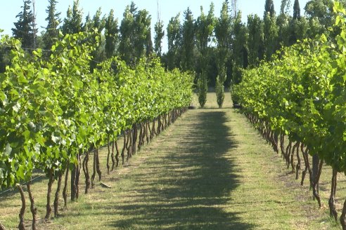 Visita a Fisolo Viñedo y Bodega - Maria Luisa, Entre Ríos - Elaboración de vinos espumosos bajo el método tradicional