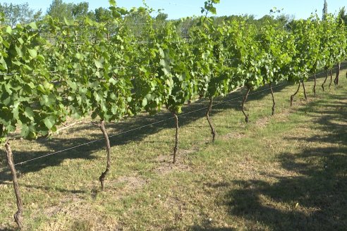 Visita a Fisolo Viñedo y Bodega - Maria Luisa, Entre Ríos - Elaboración de vinos espumosos bajo el método tradicional