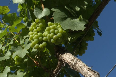 Visita a Fisolo Viñedo y Bodega - Maria Luisa, Entre Ríos - Elaboración de vinos espumosos bajo el método tradicional