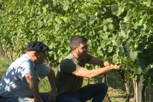 Visita a Fisolo Viñedo y Bodega - Maria Luisa, Entre Ríos - Elaboración de vinos espumosos bajo el método tradicional