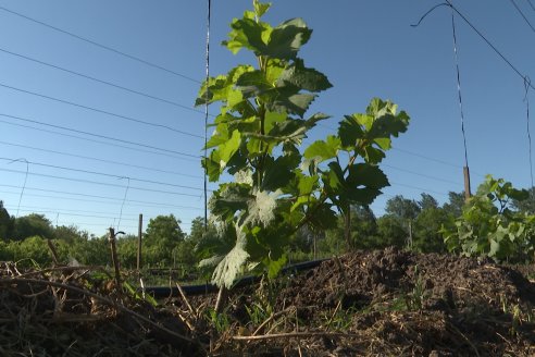 Visita a Fisolo Viñedo y Bodega - Maria Luisa, Entre Ríos - Elaboración de vinos espumosos bajo el método tradicional