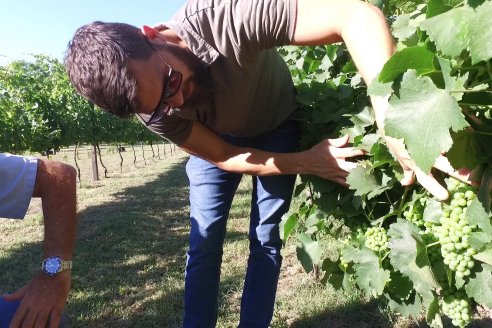 Visita a Fisolo Viñedo y Bodega - Maria Luisa, Entre Ríos - Elaboración de vinos espumosos bajo el método tradicional