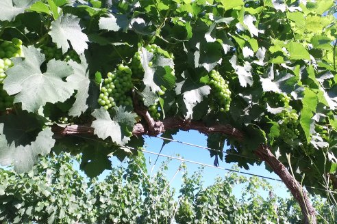 Visita a Fisolo Viñedo y Bodega - Maria Luisa, Entre Ríos - Elaboración de vinos espumosos bajo el método tradicional