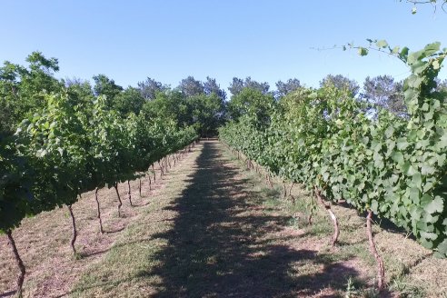 Visita a Fisolo Viñedo y Bodega - Maria Luisa, Entre Ríos - Elaboración de vinos espumosos bajo el método tradicional