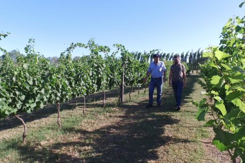 Visita a Fisolo Viñedo y Bodega - Maria Luisa, Entre Ríos - Elaboración de vinos espumosos bajo el método tradicional