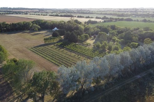 Visita a Fisolo Viñedo y Bodega - Maria Luisa, Entre Ríos - Elaboración de vinos espumosos bajo el método tradicional