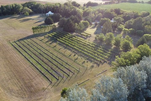 Visita a Fisolo Viñedo y Bodega - Maria Luisa, Entre Ríos - Elaboración de vinos espumosos bajo el método tradicional