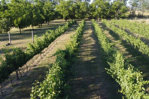 Visita a Fisolo Viñedo y Bodega - Maria Luisa, Entre Ríos - Elaboración de vinos espumosos bajo el método tradicional