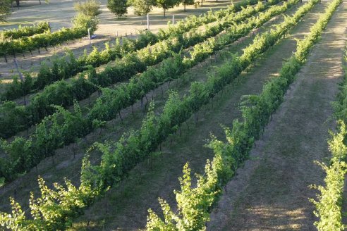 Visita a Fisolo Viñedo y Bodega - Maria Luisa, Entre Ríos - Elaboración de vinos espumosos bajo el método tradicional