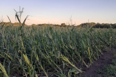 Cuidar al maíz del exceso de humedad es la tarea del verano