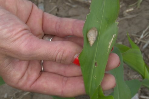 Visita a la EEA INTA Paraná -Ing. Adriana Saluso, Entomóloga  - Aparición de Caracoles en Sorgo y Chicharrita en Maíz