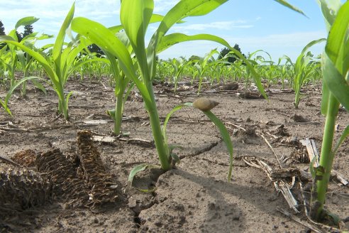 Visita a la EEA INTA Paraná -Ing. Adriana Saluso, Entomóloga  - Aparición de Caracoles en Sorgo y Chicharrita en Maíz