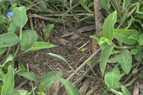 Visita a la EEA INTA Paraná -Ing. Adriana Saluso, Entomóloga  - Aparición de Caracoles en Sorgo y Chicharrita en Maíz