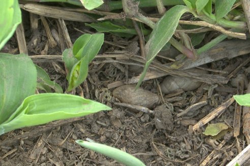 Visita a la EEA INTA Paraná -Ing. Adriana Saluso, Entomóloga  - Aparición de Caracoles en Sorgo y Chicharrita en Maíz