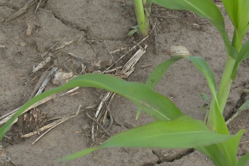 Visita a la EEA INTA Paraná -Ing. Adriana Saluso, Entomóloga  - Aparición de Caracoles en Sorgo y Chicharrita en Maíz