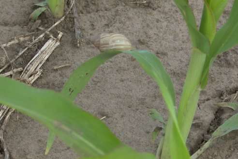 Visita a la EEA INTA Paraná -Ing. Adriana Saluso, Entomóloga  - Aparición de Caracoles en Sorgo y Chicharrita en Maíz