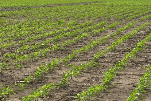 Visita a la EEA INTA Paraná -Ing. Adriana Saluso, Entomóloga  - Aparición de Caracoles en Sorgo y Chicharrita en Maíz