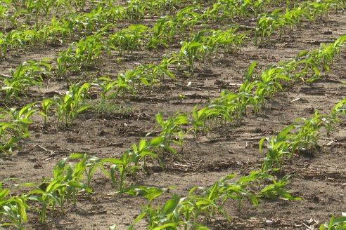 Visita a la EEA INTA Paraná -Ing. Adriana Saluso, Entomóloga  - Aparición de Caracoles en Sorgo y Chicharrita en Maíz