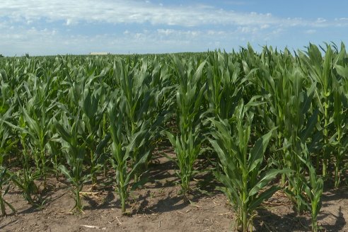 Visita a la EEA INTA Paraná -Ing. Adriana Saluso, Entomóloga  - Aparición de Caracoles en Sorgo y Chicharrita en Maíz