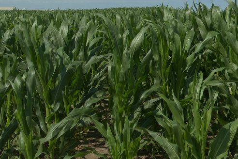 Visita a la EEA INTA Paraná -Ing. Adriana Saluso, Entomóloga  - Aparición de Caracoles en Sorgo y Chicharrita en Maíz