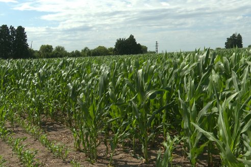 Visita a la EEA INTA Paraná -Ing. Adriana Saluso, Entomóloga  - Aparición de Caracoles en Sorgo y Chicharrita en Maíz