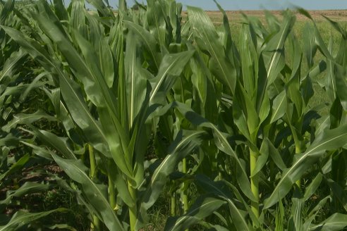 Visita a la EEA INTA Paraná -Ing. Adriana Saluso, Entomóloga  - Aparición de Caracoles en Sorgo y Chicharrita en Maíz