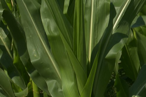 Visita a la EEA INTA Paraná -Ing. Adriana Saluso, Entomóloga  - Aparición de Caracoles en Sorgo y Chicharrita en Maíz