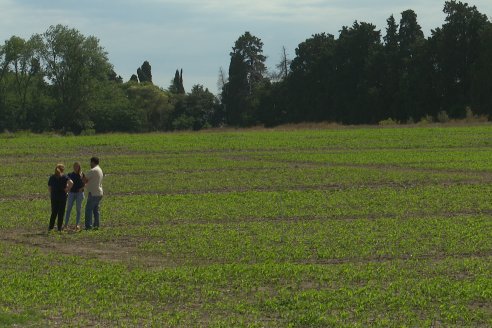 Visita a la EEA INTA Paraná -Ing. Adriana Saluso, Entomóloga  - Aparición de Caracoles en Sorgo y Chicharrita en Maíz