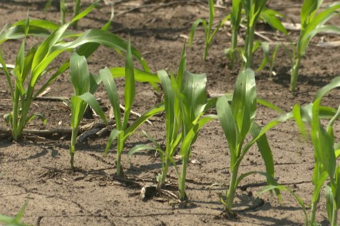 Visita a la EEA INTA Paraná -Ing. Adriana Saluso, Entomóloga  - Aparición de Caracoles en Sorgo y Chicharrita en Maíz