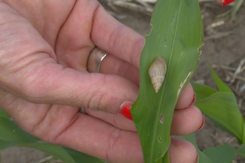 Caracoles, la nueva plaga que acecha los cultivos de sorgo del INTA Paraná