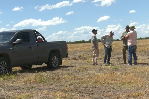 Maiz en Alcaraz - Siembra de Ensayo KWS y Agrofe Campo y KM 3916 Vip3 RR. en campos de productores