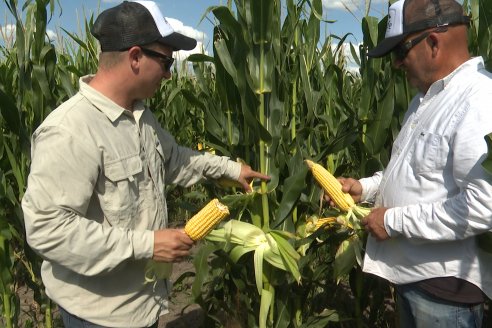 Maiz en Alcaraz - Siembra de Ensayo KWS y Agrofe Campo y KM 3916 Vip3 RR. en campos de productores