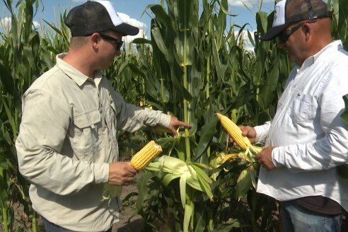 Maiz en Alcaraz - Siembra de Ensayo KWS y Agrofe Campo y KM 3916 Vip3 RR. en campos de productores