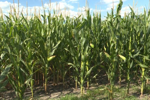 Maiz en Alcaraz - Siembra de Ensayo KWS y Agrofe Campo y KM 3916 Vip3 RR. en campos de productores