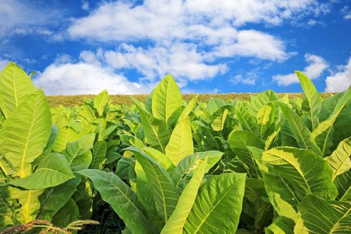 Chau pucho: productores de tabaco misioneros acordaron suba del 300%