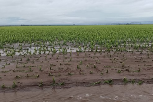 Con lluvias aseguradas este verano, el daño viene por las tormentas