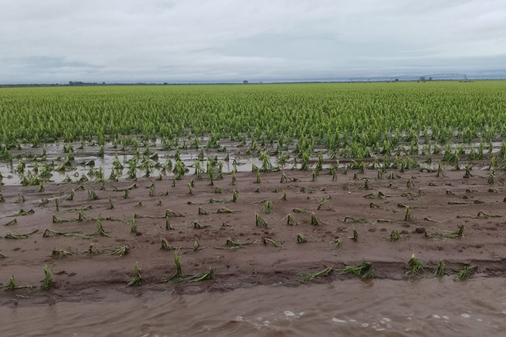 Desde el Grupo Lluvia divulgaron reportes de lotes encharcados en Córdoba.