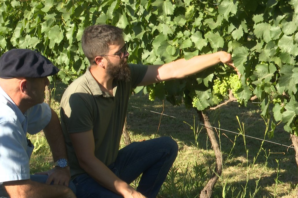 Se cuentan entre los primeros en cosechar, la zafra arranca al despuntar enero. Se cuentan entre los primeros en cosechar, la zafra arranca al despuntar enero.