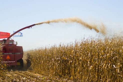El maíz entrerriano de primera se perfila para rendir poco menos de tres millones de toneladas