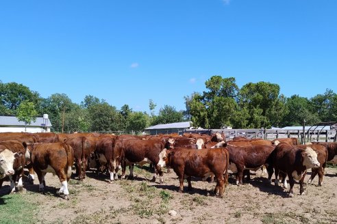 Arroz, ganados y aves, los tres negocios que van para adelante