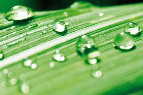 ¿Hace falta receta agronómica para recomendar y aplicar biológicos?