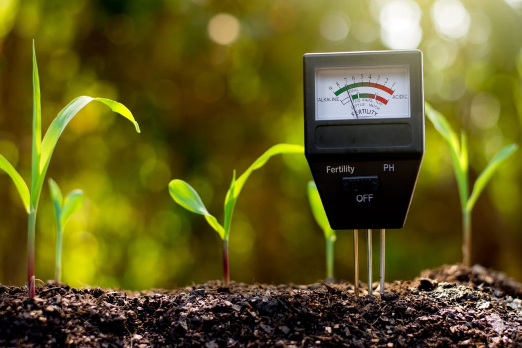 El fertilizante natural actúa sobre los mecanismos del crecimiento de la planta