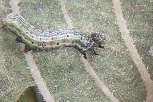 Ante la alta presión de insectos es crucial la estrategia de monitoreo