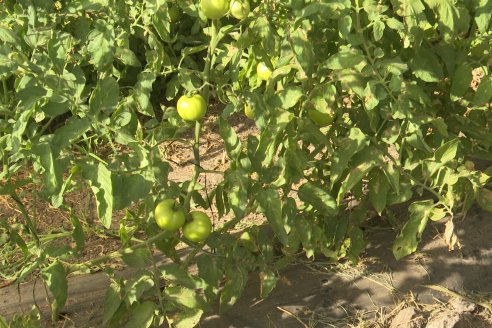 Germán Liendo - Productor Hortícola - “Trabajar la huerta es duro, pero con eficiencia se puede vivir de esto