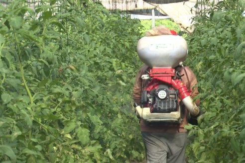 Germán Liendo - Productor Hortícola - “Trabajar la huerta es duro, pero con eficiencia se puede vivir de esto